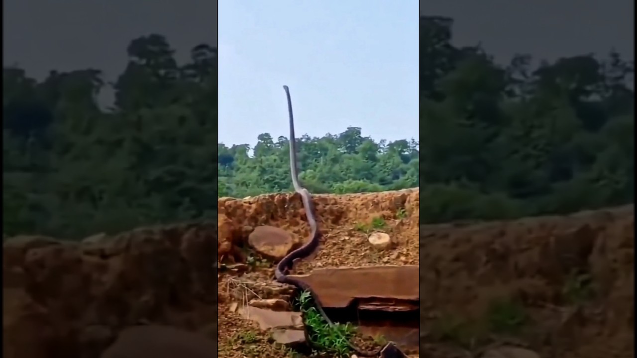 fakta tedung selar malaysia 