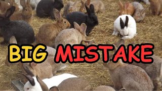 Mistakes to Avoid when Raising Rabbits