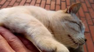 トントンに弱い野良猫、今日はお腹モフモフに喜ぶ