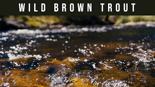 Dry Fly Fishing & Nymphing Brown Trout  Gorgeous Aussie River