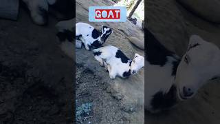 goat #goat #goatfarm #goals #shortsfeed #subscribe #shortvideo #subscribe #share #like #viral