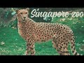 Singapore Zoo / GH5 + Jupiter 135mm / 4K / V-log