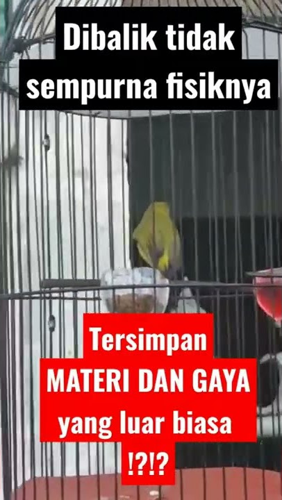 Tembakan Pleci KENARI WIT WIT