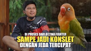 Nyata  Di Proses Dari Betina Fighter Sdane Jadi Konslet Dengan Jeda Tercepat  Lovebird Gladys