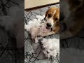 Duggu the pagal #doglover #beagle #funnyshorts