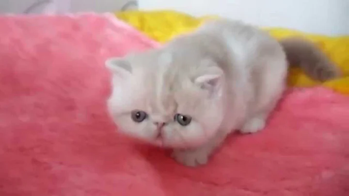 Video 1255781: tabby white exotic, cream tabby white, exotic cattery, exotic kitten