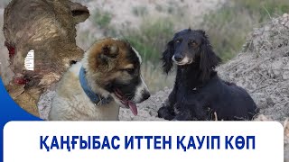 Қаңғыбас иттен қауіп көп