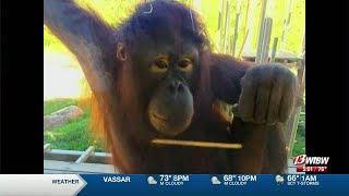Topeka Zoo rounds out orangutan family with new member