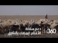سلالة أغنام الدغمة بجهة الشرق خزان حيواني استراتيجي في مواجهة تحديات الجفاف