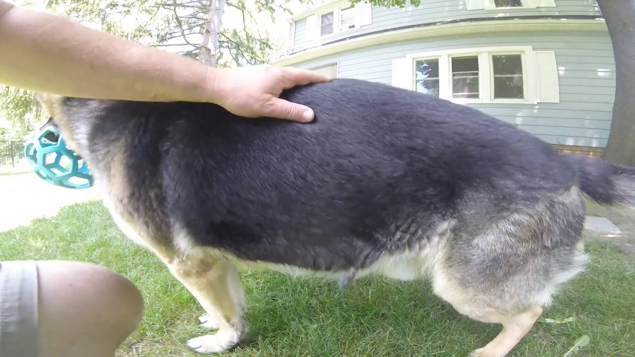 German Shepherds Shed Hair - YouTube