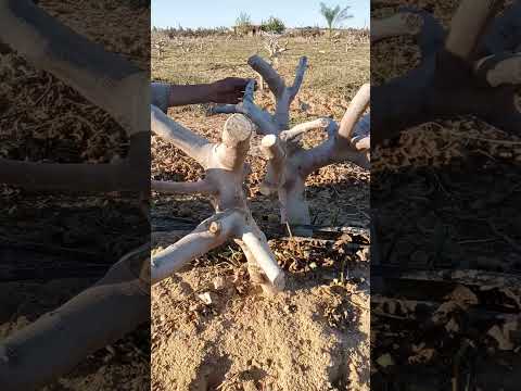 لقاء مع احد مزارعي التين الاسباني الاحمر بالمنيا