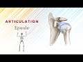 Anatomie De L'épaule - Articulation Scapulo-Humérale