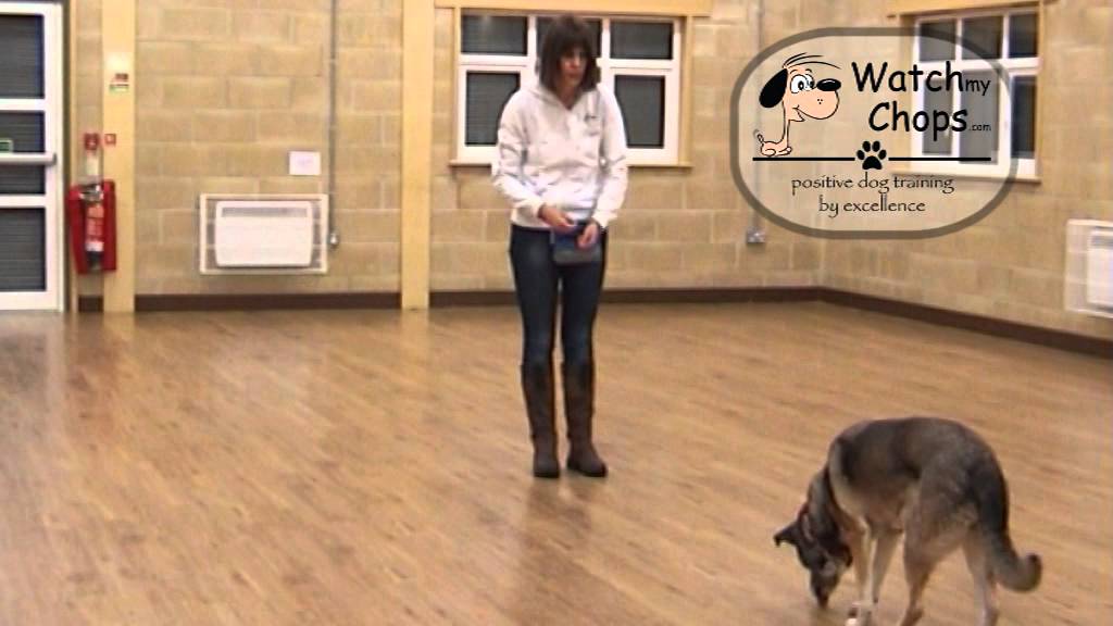 How to teach your dog basic recall - with Watch my Chops Dog Training ...