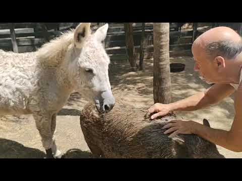 Donkey and Pig are happy to see their owner