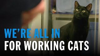 Not your typical pet: why we rehome cats to farms, garden centres and stables
