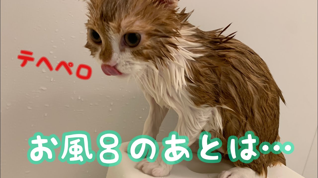 お風呂上がり子猫の行動が面白くて可愛い スコティッシュフォールド Youtube