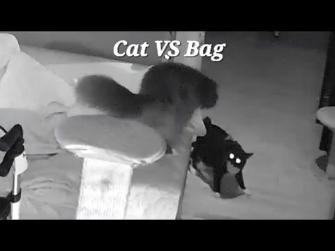 Cat VS Bag