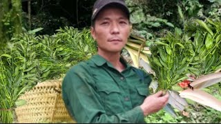 Harvesting wild vegetables go market sell