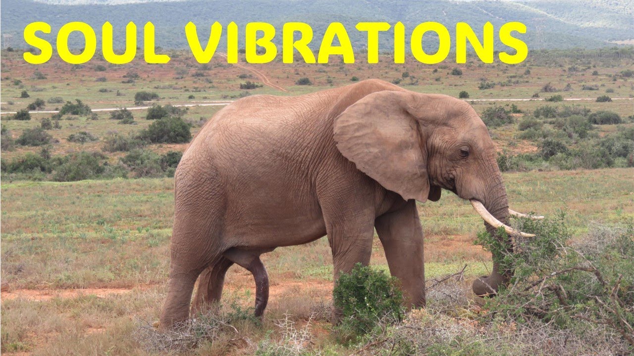 Soul Vibration - Dorothy Ashby                         