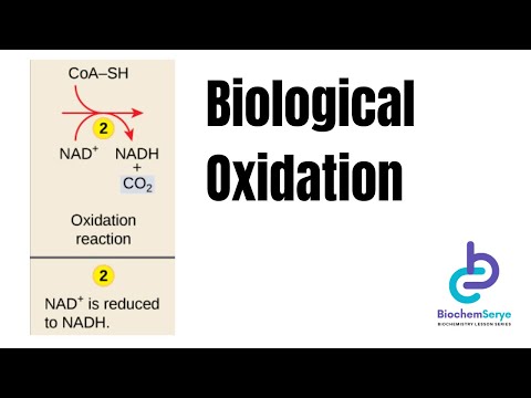 Biological Oxidation Reduction Reactions - Biochemistry