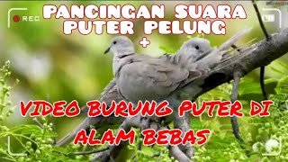 KOMPILASI VIDEO BURUNG PUTER DI ALAM BEBAS   SUARA PUTER PELUNG