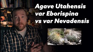 What is the Difference Between Agave Utahensis Eborispina vs Nevadensis?
