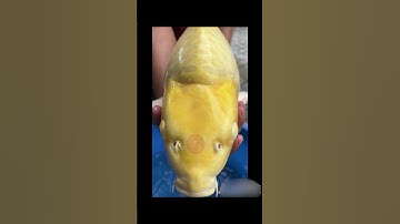 Làm Sao Để Yamabuki Sưng Đầu ? #zenkoifarm #cákoi #koifish #koi #cakoinhat #shorts