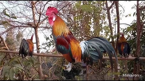 ไก่ต่องามขันดี qaib dib zoo nkauj qua zoo