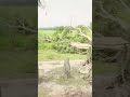 तूफ़ान ने पेड़ उखाड़ दिया#Kartaniyaghat #Jungle #wildlife #Safari #adventure #viralvideo #viralreels