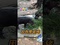 #彈跳豬 自動賺錢系統 改變收入結構 #爆破豬 #生氣豬 #豬 #河馬 #可愛動物 #動物