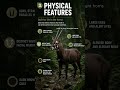 One of Earth’s Rarest Mammals: Saola #america #animalfacts #shorts
