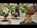 CARA MEMBUAT BONSAI KELAPA DI ATAS BATU KARANG ⁉️ make a coconut bonsai on the rock