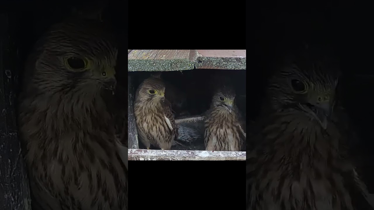 Wasp Attacks Young Kestrels! Watch to See How They React:-)
