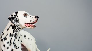 How to Groom a Dalmatian  Essential Tools and Tips for a Healthy Coat