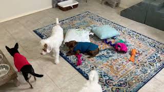 Everything was Great Until What Faith Did in the New Doodles Room / Apr 20 2021