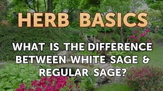 What Is The Difference Between White Sage & Regular Sage?