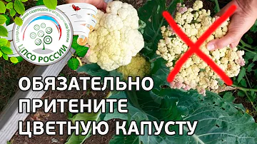 🥦 Притените соцветия цветной капусты. Как получить красивые соцветия цветной капусты.