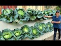 Dream Cabbage Vegetable Garden At Home, Easy With Just A Few Plastic Bottles