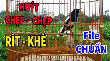 Chòe than mồi || HUÝT - CHẸP -  CHẸP ||  RÍT - KHÈ  || KÍCH CHIM RỪNG VỀ ĐẤU || ÂM CHUẨN NHẤT