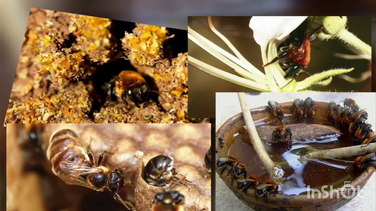 Repórter eco- abelha Jandaíra