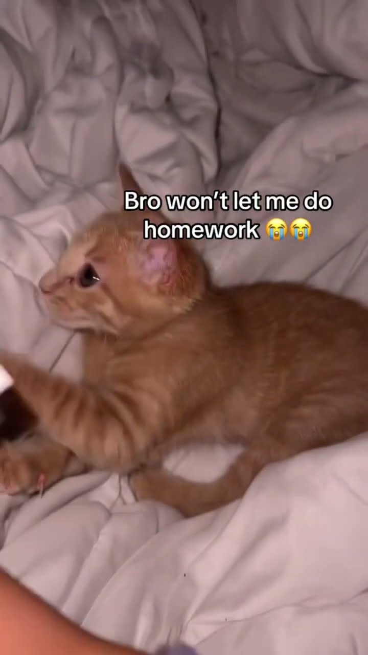 When the adorable Kittyo like rHhh love me