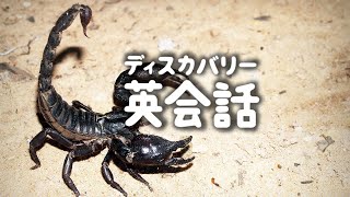 ディスカバリー英会話 | 生物の授業でサソリの種類を聞かれた時に使えるフレーズ (ディスカバリーチャンネル)