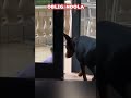 El dóberman heroico que protege a una bebé de un peligro inminente 😲🐶