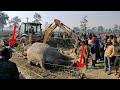 Elephant Dies Due To Electric Shock In Assam