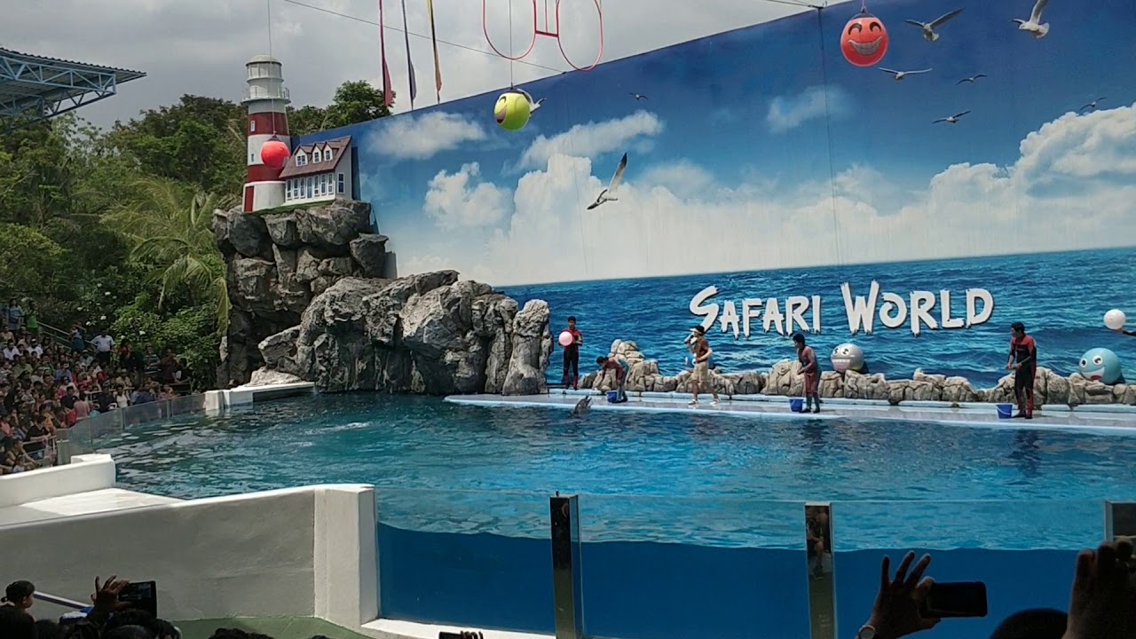 safari world bangkok dolphins