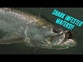 Swimming in SHARK Infested Waters To SAVE Giant TARPON!! | Addicted Life Ep. #49