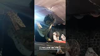 Singo Barong Turonggo Wargo Budoyo live di Tlangu Sukorejo Kendal