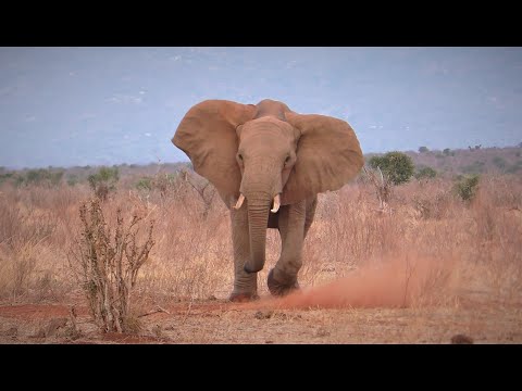Elephant Mock Charge