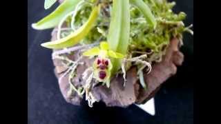 Haraella retrocalla (seedling) ... Haraella retrocalla (seedling) ...