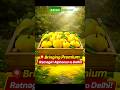 Premium Alphonso Mangoes from Ratnagiri to NCR | Farm-Fresh from 50+ Acres #krishiparivar